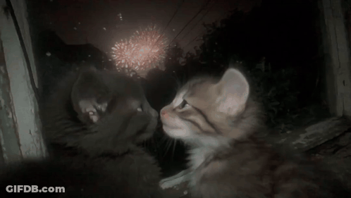 A Cat And A Kitten Looking At Fireworks In A Window GIF