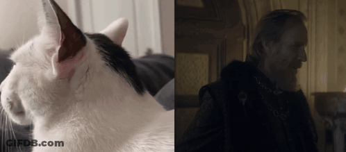 A Cat And A Man With A Beard Are Next To Each Other GIF