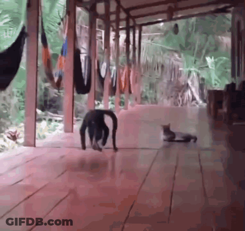 A Cat And A Monkey Are Walking On A Wooden Floor GIF