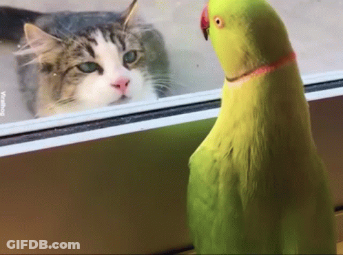 A Cat And A Parrot Are Looking At Each Other GIF