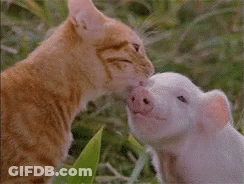 A Cat And A Pig Are Kissing Each Other On The Nose . GIF
