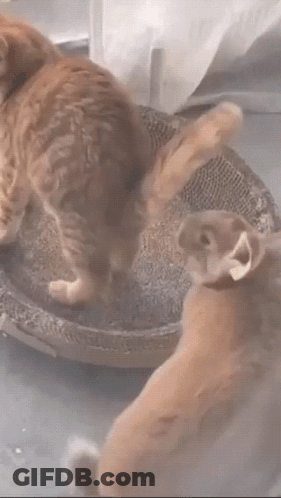 A Cat And A Rabbit Are Playing With Each Other GIF