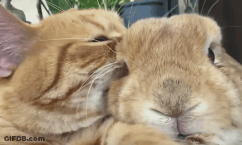 A Cat And A Rabbit Are Touching Noses GIF