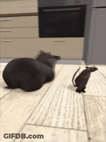 A Cat And A Rat Are Playing On The Floor GIF