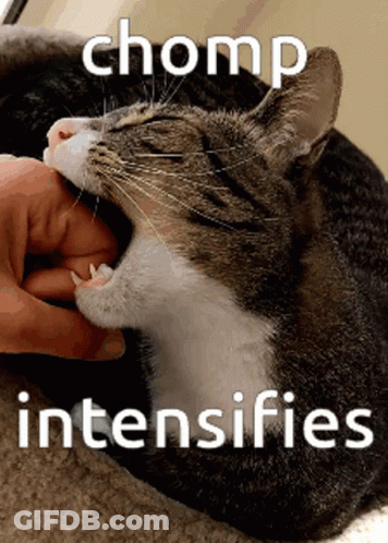 A Cat Biting A Person 'S Finger With The Words Chomp Intensifies Written Below It GIF