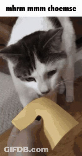 A Cat Chewing On A Piece Of Cheese With The Words Mhrm Mmmm Choemse Below It GIF