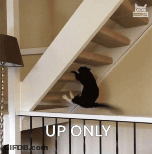 A Cat Climbs Up A Set Of Stairs With The Words Up Only Above It GIF