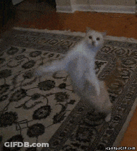 A Cat Dancing On A Rug With Icanhasgif.com Written On The Bottom GIF