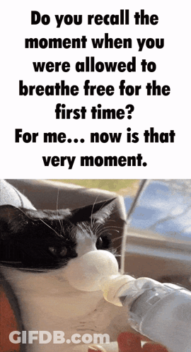 A Cat Drinking Water From A Bottle With A Caption That Says Do You Recall The Moment When You Were Allowed To Breathe GIF