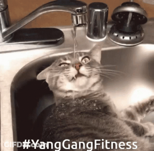 A Cat Drinking Water From A Faucet In A Sink GIF