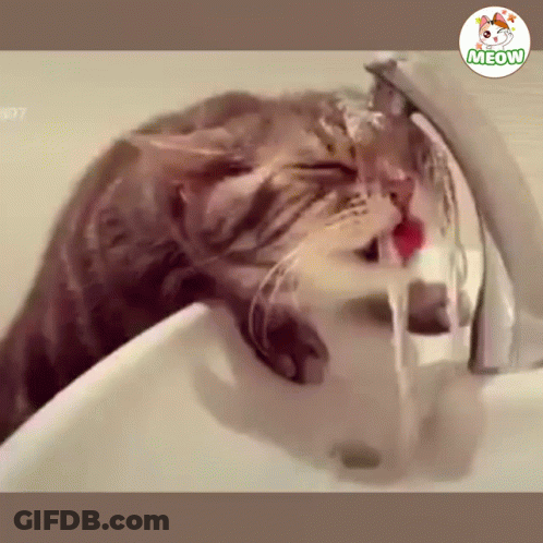 A Cat Drinking Water From A Faucet With A Meow Logo On The Bottom GIF