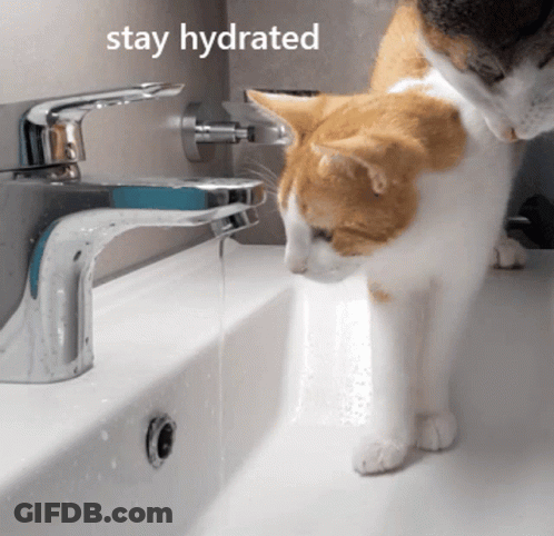 A Cat Drinking Water From A Sink With The Words Stay Hydrated GIF
