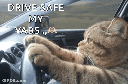A Cat Driving A Car With The Words " Drive Safe My Yabs " GIF