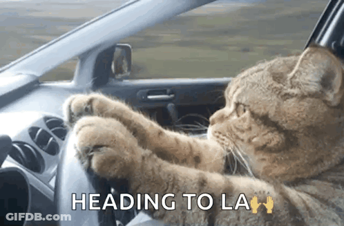 A Cat Driving A Car With The Words Heading To La GIF
