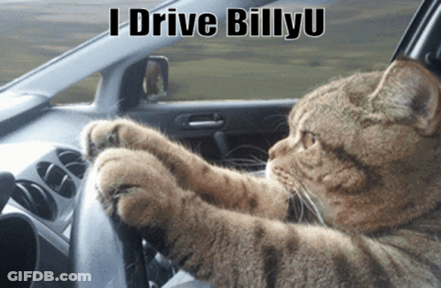 A Cat Driving A Car With The Words " I Drive Billyu " Written Above It GIF