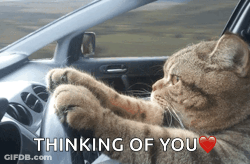 A Cat Driving A Car With The Words " Thinking Of You " Above It GIF