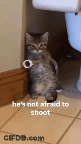 A Cat Holding A Roll Of Toilet Paper Next To A Toilet GIF