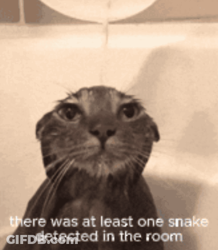 A Cat In A Bathtub With A Caption That Says " There Was At Least One Snake Detected In The Room " GIF
