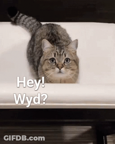 A Cat In A Bathtub With The Words Hey Wyd Written On The Bottom GIF