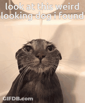 A Cat In A Bathtub With The Words Look At This Weird Looking Dog I Found GIF