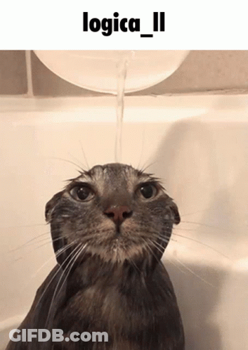 A Cat In A Bathtub With Water Being Poured On It And The Words Logica_ii Above It GIF
