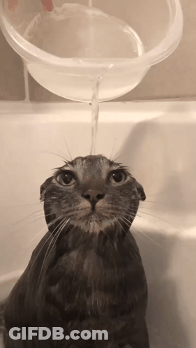 A Cat In A Bathtub With Water Poured On It GIF