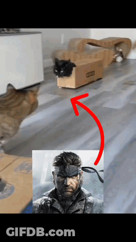 A Cat In A Box Next To A Picture Of Snake GIF