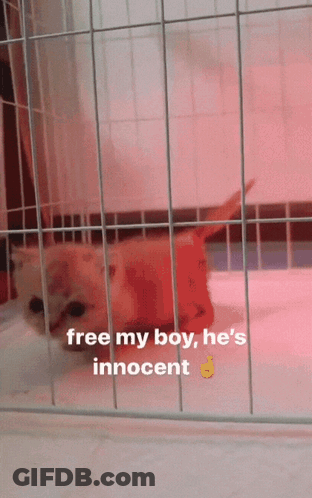 A Cat In A Cage With The Words Free My Boy He 'S Innocent On The Bottom GIF