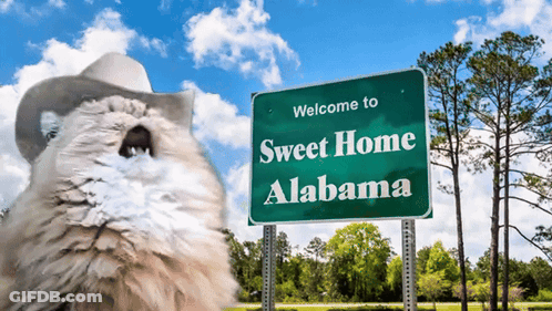 A Cat In A Cowboy Hat Is Standing In Front Of A Green Sign That Says Welcome To Sweet Home Alabama GIF
