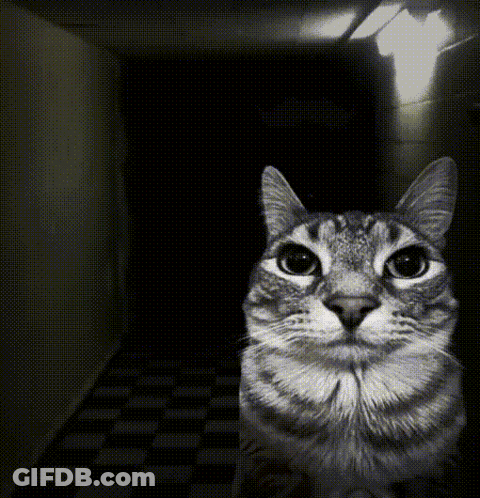 A Cat In A Dark Hallway Looking At The Camera GIF
