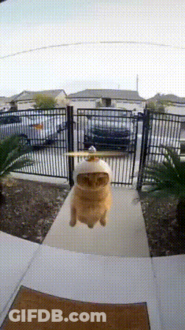A Cat In A Helicopter Costume Is Flying Over A Doorway GIF