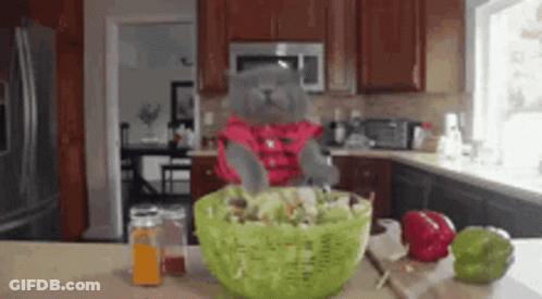 A Cat In A Pink Shirt Is Eating A Salad In The Kitchen GIF