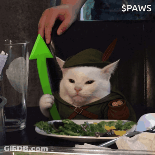 A Cat In A Robin Hood Costume Holds A Green Arrow GIF