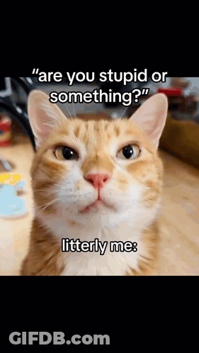 A Cat Is Asking If Someone Is Stupid Or Something GIF