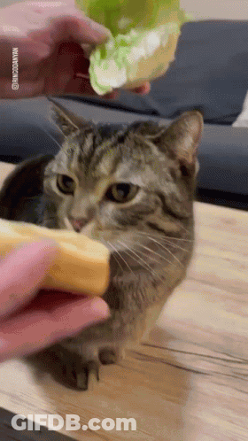 A Cat Is Being Fed A Sandwich By A Person .. GIF