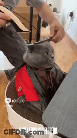 A Cat Is Being Groomed By A Person On Youtube GIF