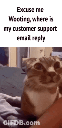A Cat Is Being Held By A Person And Says Excuse Me Wooting Where Is My Customer Support Email Reply . GIF