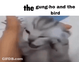 A Cat Is Being Held By A Person In A Meme . GIF