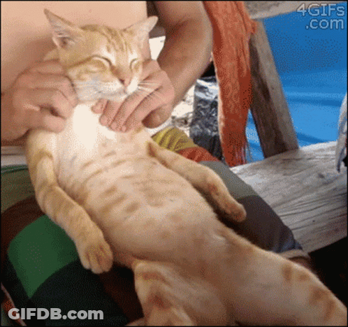 A Cat Is Being Held By A Person With A 4Gifs.com Watermark In The Corner GIF