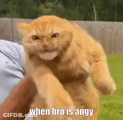 Cat Being Held When Bro Is Angry GIF