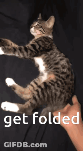 A Cat Is Being Held By A Person With The Words Get Folded On The Bottom GIF