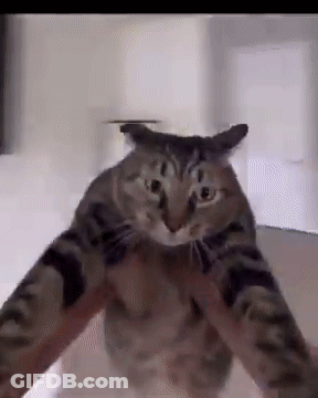 A Cat Is Being Held In Someone 'S Arms And Looking At The Camera . GIF