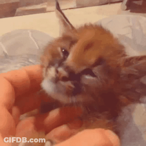 A Cat Is Being Held In Someone 'S Hands And Looking At The Camera GIF