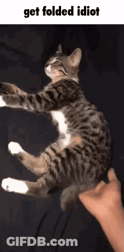 A Cat Is Being Held Up By A Person With The Caption " Get Folded Idiot " GIF