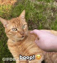 A Cat Is Being Petted By A Person With The Words Boop On The Bottom GIF