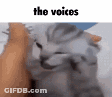 A Cat Is Being Petted By A Person With The Words The Voices Above It . GIF