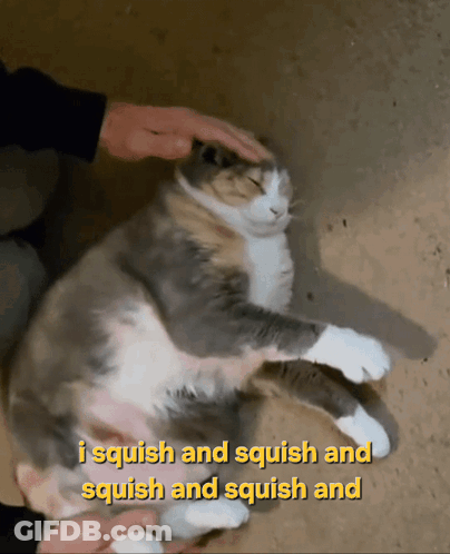 A Cat Is Being Petted With The Words I Squish And Squish And Squish And Squish And GIF