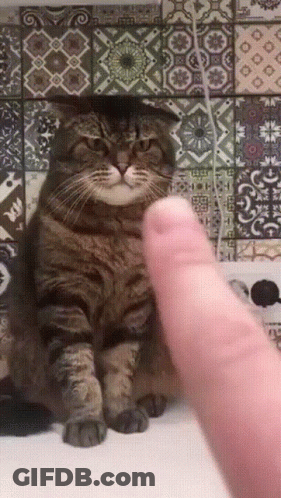Person Touching Cat's Head GIF