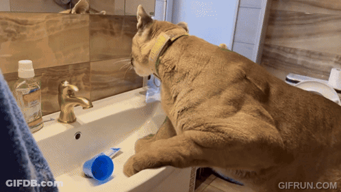 A Cat Is Brushing Its Teeth In A Bathroom Sink With A Bottle Of Toothpaste On It GIF