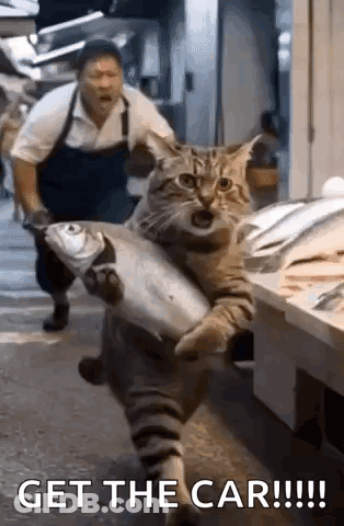 A Cat Is Carrying A Large Fish In Its Paws While A Man Looks On . GIF